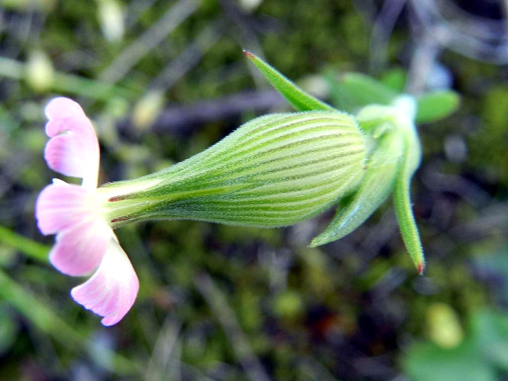 Silene conica / Silene conica